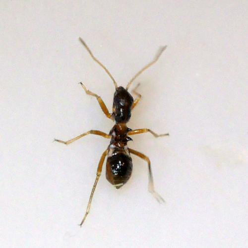 Himacerus mirmicoides